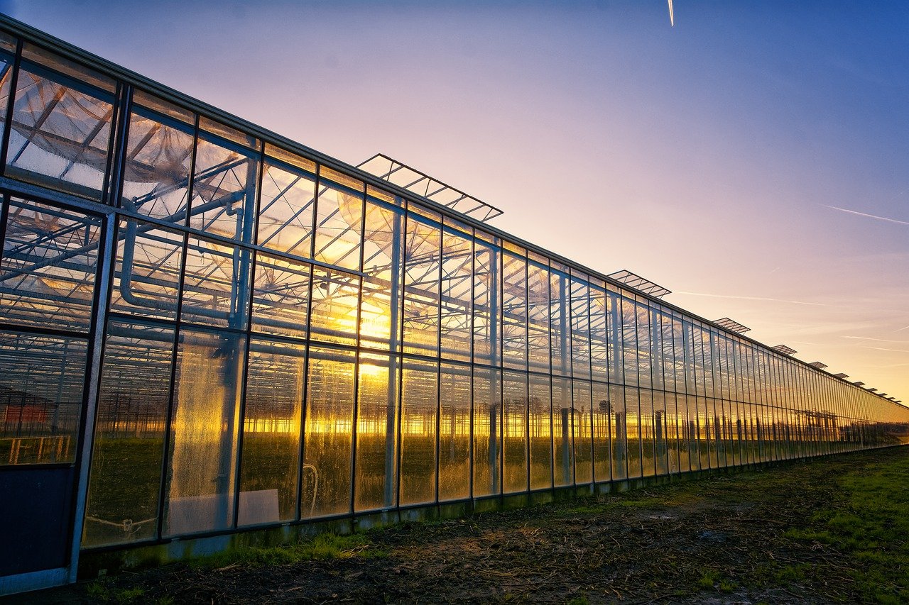 DIY Backyard Greenhouses - A Beginner’s Guide